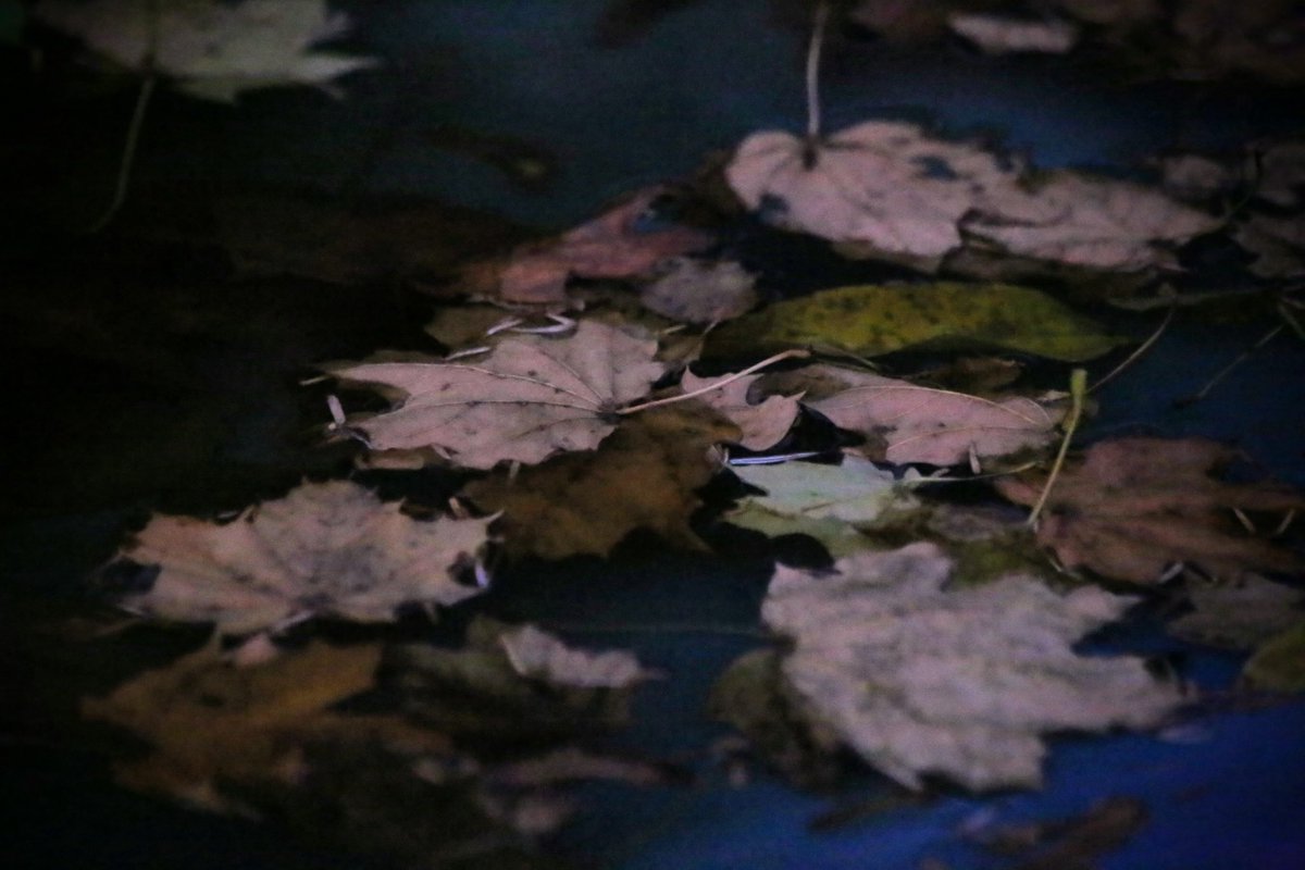 reddup_n_warsh's tweet image. What do you love about puddles? #photography #endoffall #reflections