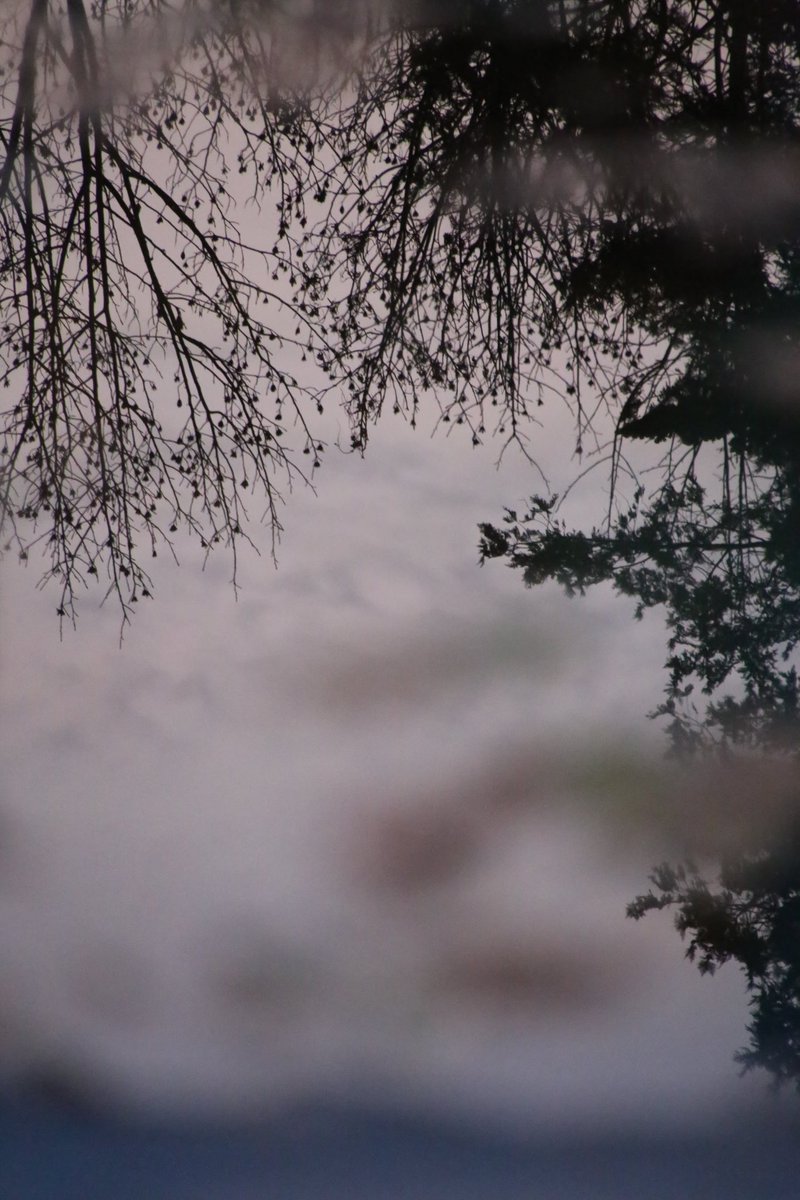 reddup_n_warsh's tweet image. What do you love about puddles? #photography #endoffall #reflections