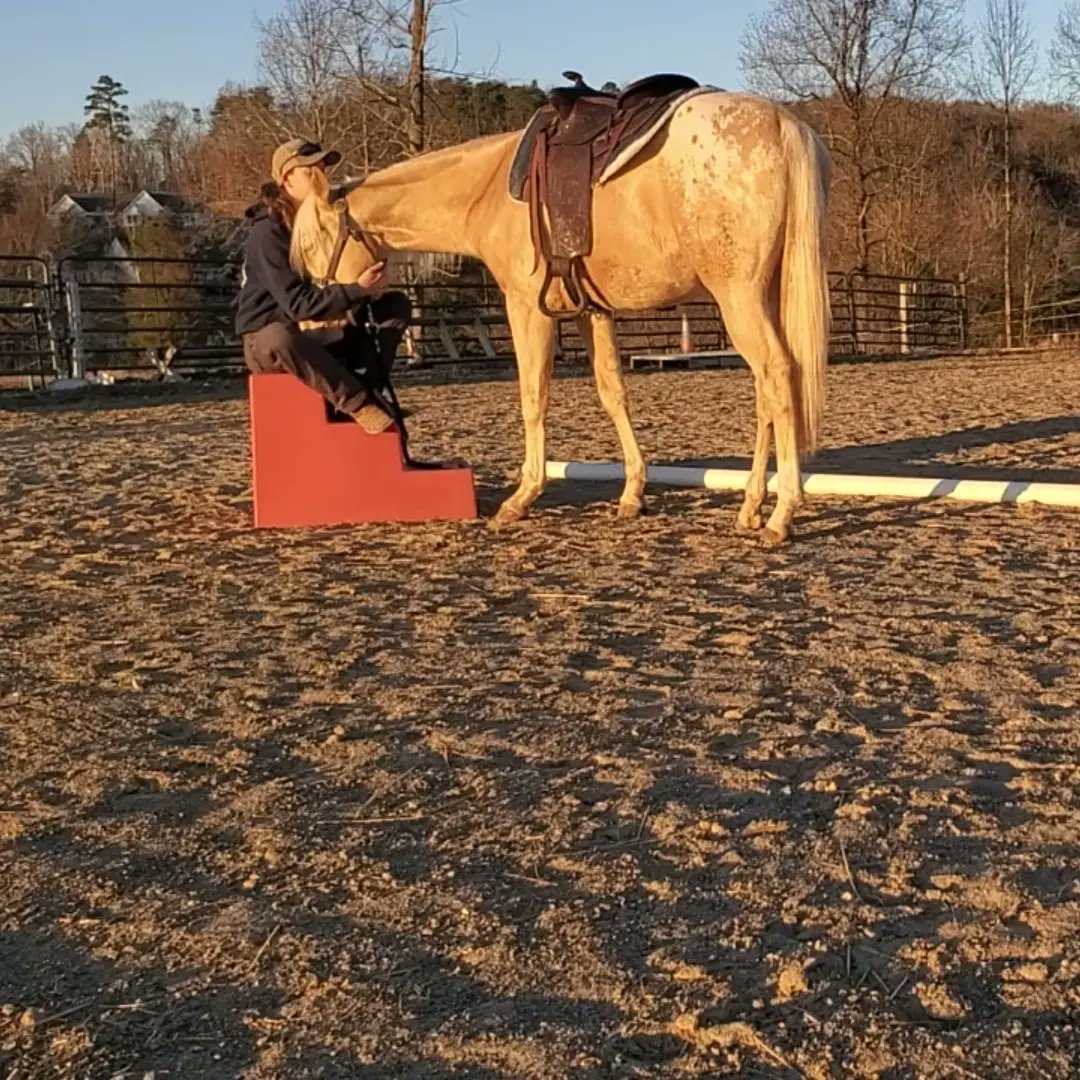 The_Wanderer73's tweet photo. Life has been busy recently, but we got in a first (super brief and calm) sit the other day! 
He's also grown even more and his now well on his way to 15.2hh. 🤯 https://t.co/rRxrTujZce