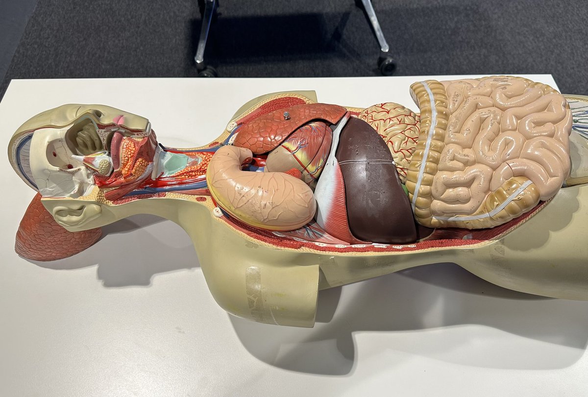 Thanks to our #radiationtherapystudents for helping out at the <a href="/Uni_Newcastle/">University of Newcastle</a> Campus Experience Days.  What future students learned so far … everyone loves a selfie with “Old Boney” &amp; putting the anatomical skeleton back together is a challenge! 
<a href="/AnthonyShieldsy/">Anthony Shields</a>
<a href="/GC_RTRO/">GC_RTRO</a>