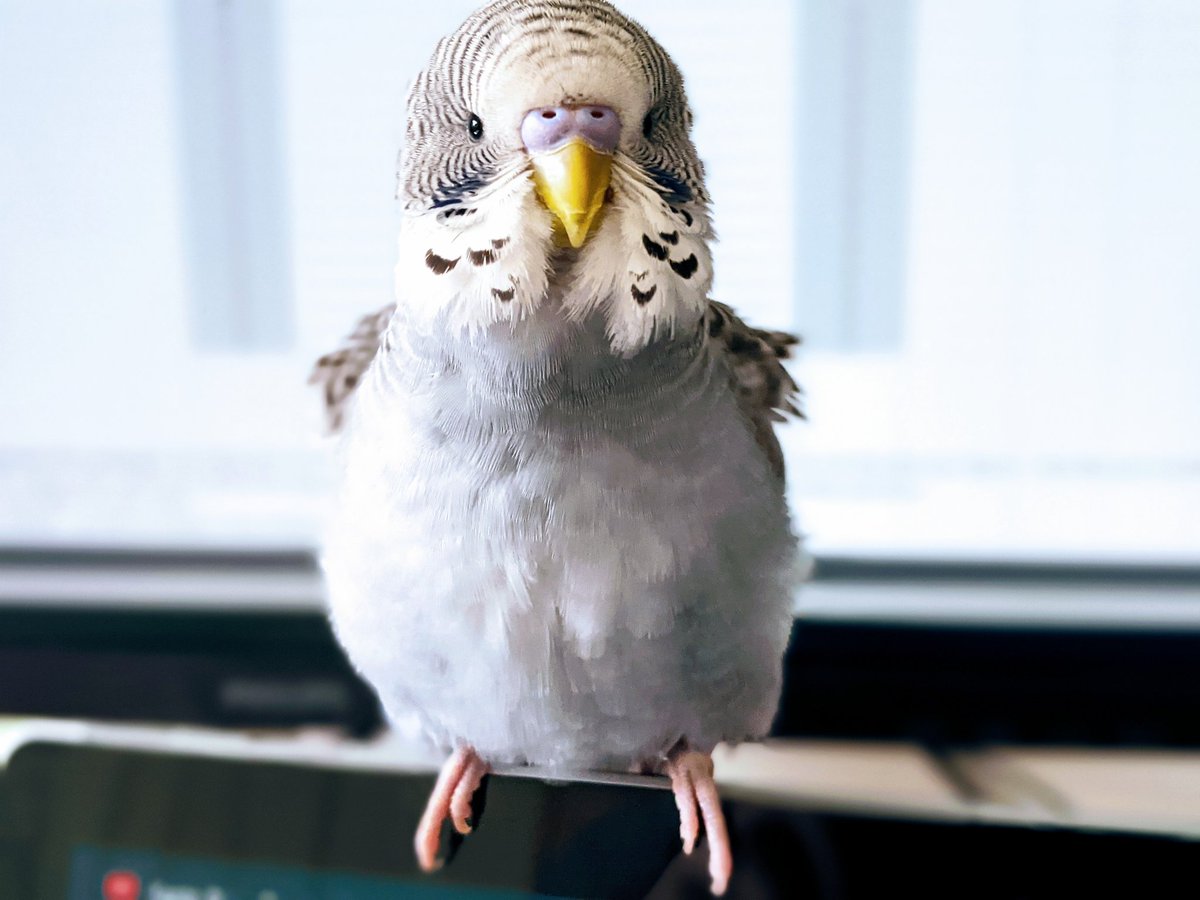 ecologibel's tweet photo. @_erikaroper My "Juniper" has amazing #fluffenchops https://t.co/uzMYCGJuUC