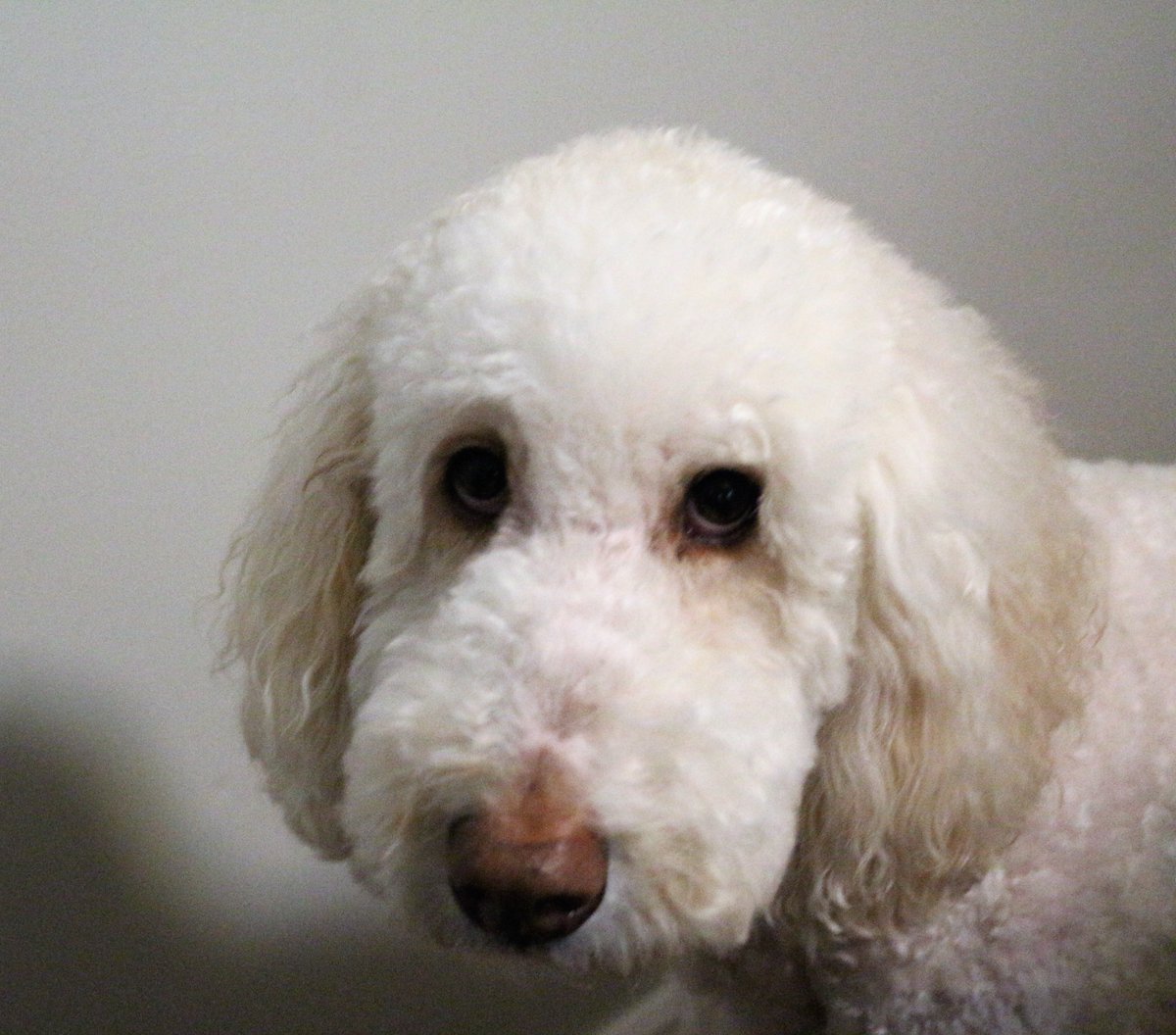 DoodleNessa's tweet photo. It's #HumpDay I need a boop!
-Macie aka Macifer🤭😀
#dogsoftwitter 
#DogsOnTwitter https://t.co/jPOJYOLtEd
