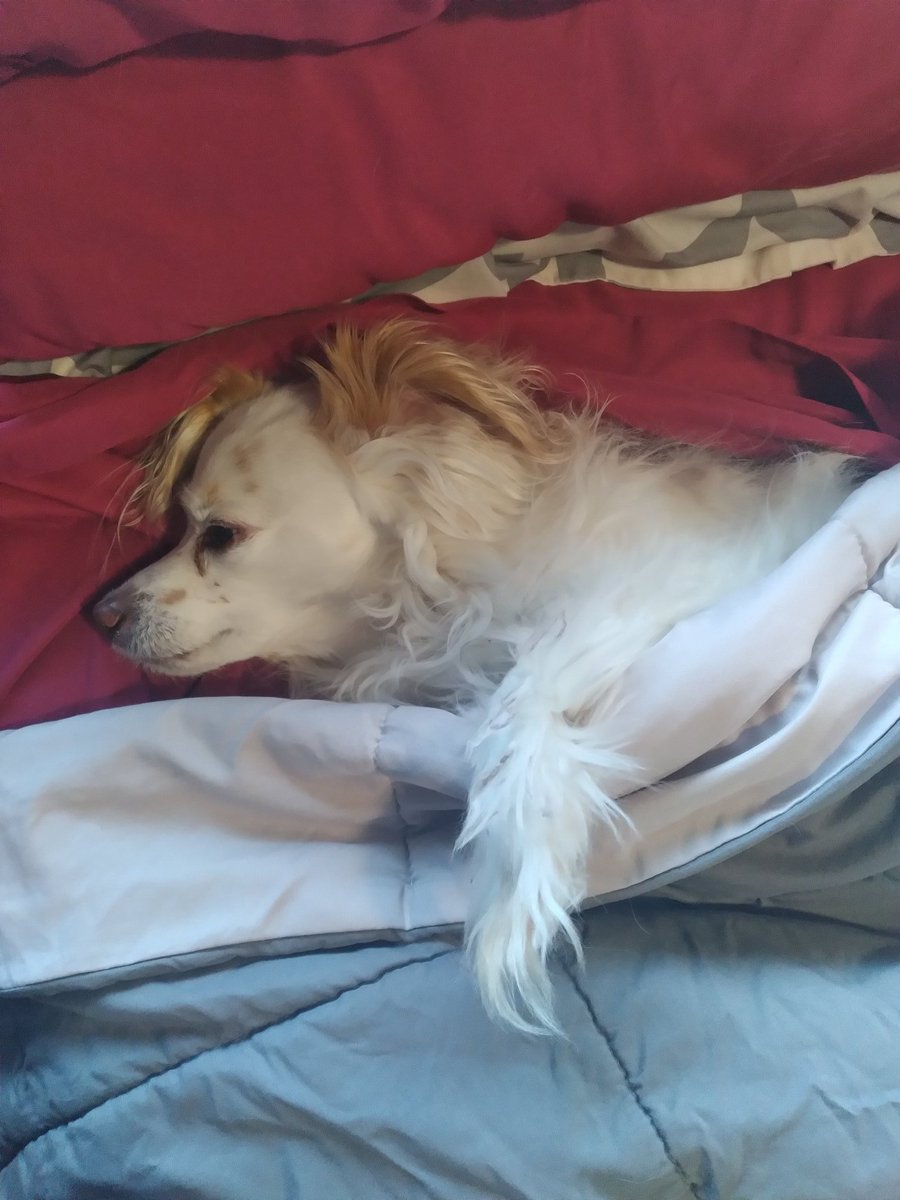KatyLeStrange1's tweet photo. It's a ruff life 🤣😂
#doglife #soruff #spoiledfurbaby https://t.co/qqIvpvl756