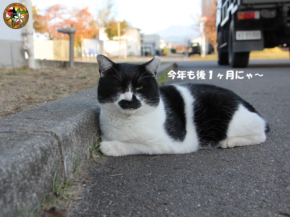 １１月が終わり、今年も後１ヵ月ですね❗️ ＃松山駐屯地 の木々も ＃紅葉 を終え落ち葉になって散っています🍂 この時期になると、日中の寒暖差に加え、空気が乾燥します🤧 皆さん体調管理には気をつけて、いい年末を迎えましょう☺️ ＃愛媛県 ＃陸上自衛隊 ＃猫写