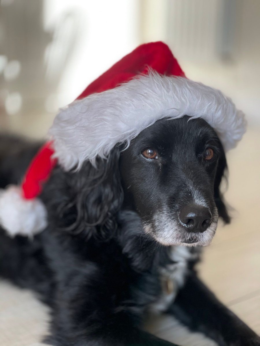 999WAGS's tweet photo. Today begins with Day 1 of WAGS ‘Dogmas Advent Calendar’ 
To start us off we have RPD Jake! He was a drugs, cash &amp; firearms recovery dog for @ASPoliceDogs He is now enjoying his well earned retirement 🐾

Jake is our final dog of the month for your 2022 calendar 💙 #wagsdogmas https://t.co/HIqsscNtWI