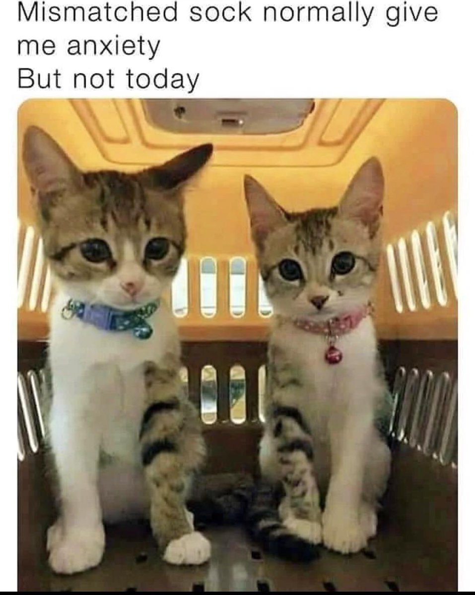 WholesomeMeme's tweet photo. https://t.co/LbFKdURuR9