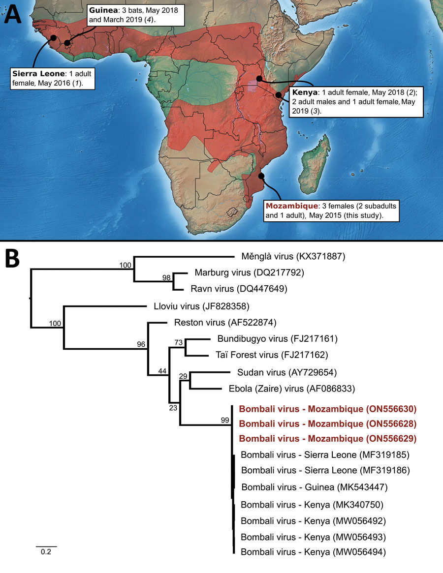 Bombali ebolavirus is distributed as far as Mozambique it turns out. It hasn't caused human disease (yet) but given that concurrent Ebola virus outbreaks have become common we should probably invest more in understanding the ecology of filoviruses. wwwnc.cdc.gov/eid/article/28…