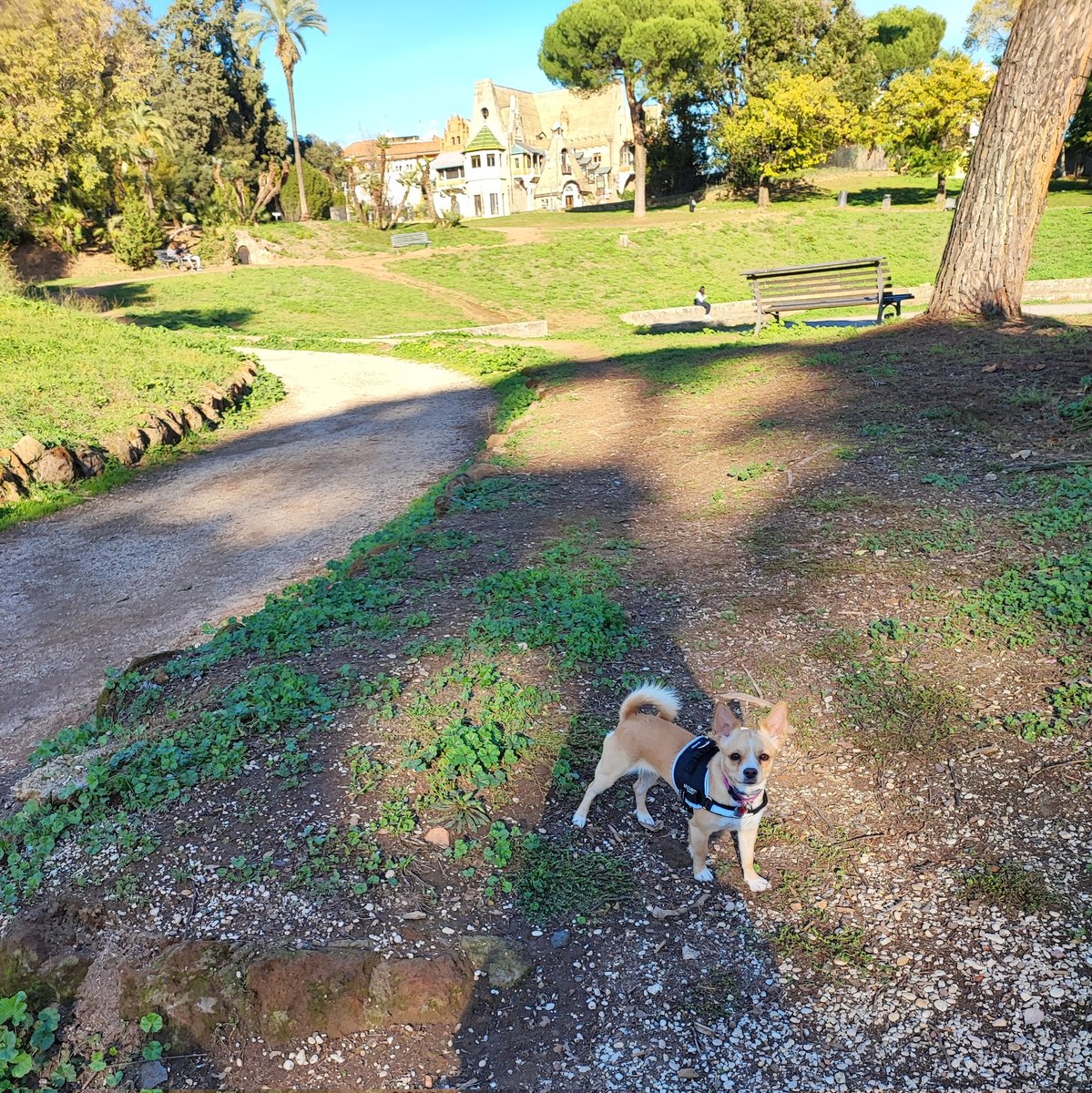 Ma79Silvia's tweet photo. Buon compleanno piccola pulce 🐾❤️
#one #oneyear #oneyearold #birthday #dog #mydog #lovefordogs #dogtherapy #love https://t.co/qPr88A2EQz