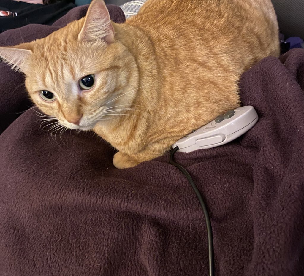 christa lee tweet media