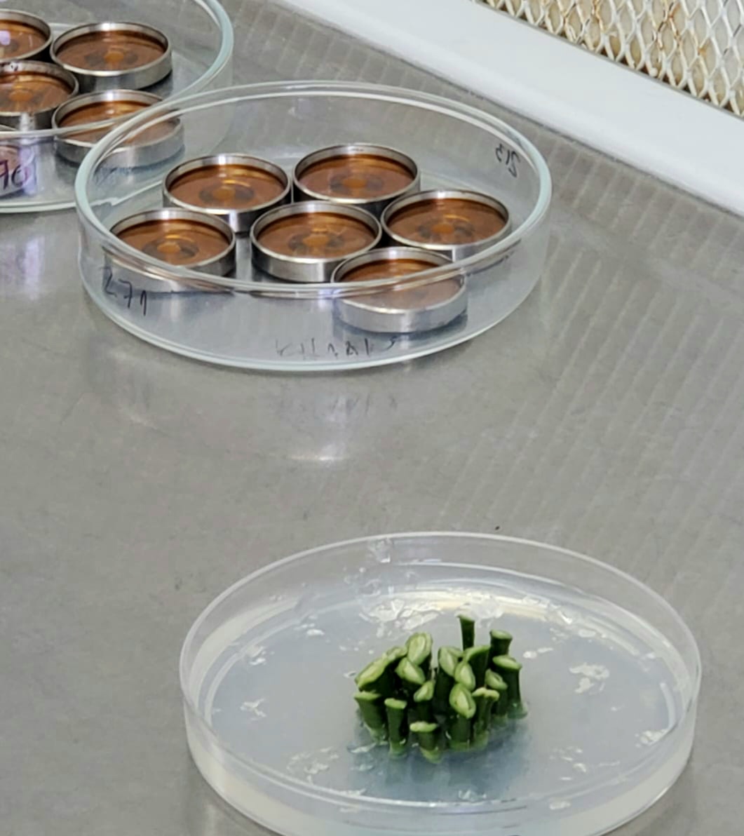 <a href="/CarinaReyes2306/">Carina Reyes</a> <a href="/bioheuris/">BioHeuris</a> <a href="/Synthego/">Synthego</a> <a href="/KevinHoldenSF/">Kevin Holden</a> <a href="/CeciliaBaer6/">CBaer</a> Our Platform in motion! 

Plant tissue? Ready
Gene gun? Ready 
CRISPR bullets? Ready
 Fire 🔥

Keep up the synergy 
<a href="/CarinaReyes2306/">Carina Reyes</a> <a href="/bioheuris/">BioHeuris</a> 
#GenomeEditing