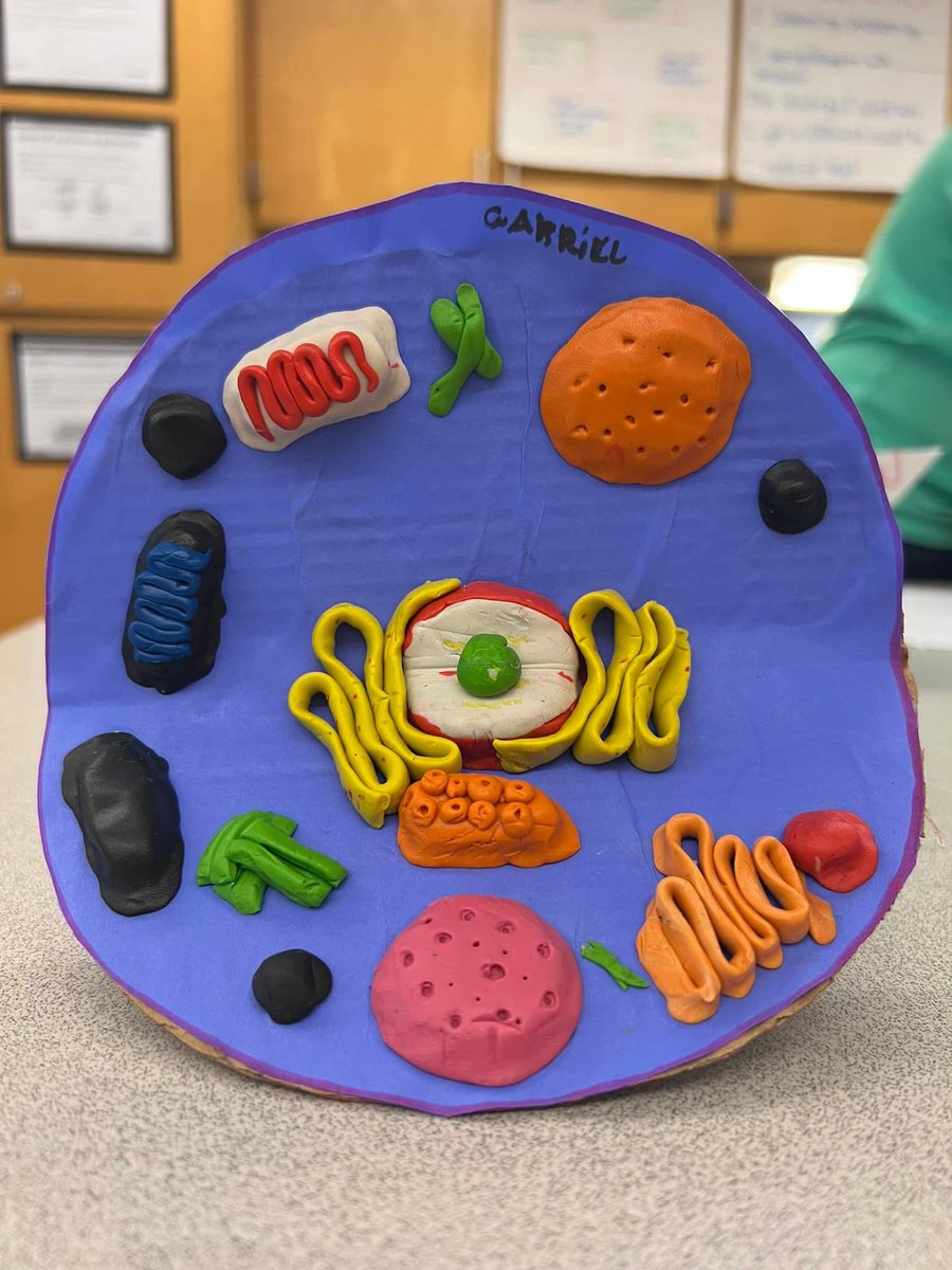 PyneArtsLPS's tweet photo. Check out these awesome plant &amp; animal cell models from our sixth grade science classes! Options included digital model, poster, essay, 3D model, or cell analogy. There are some masterpieces in the mix, including a SpongeBob cell analogy, Krusty Krab and all! #steameducation https://t.co/5MDDhtIvOp