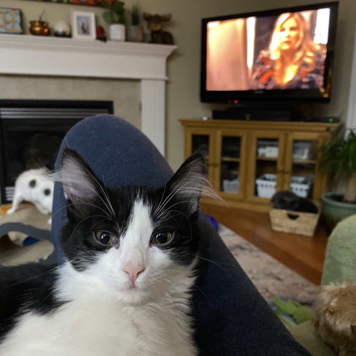 de_nike's tweet photo. Sleepy foster kitten, #TheWhiteLotus  and @JENCOOLIDGE   Not a bad moment in time https://t.co/szHh3PUtzf
