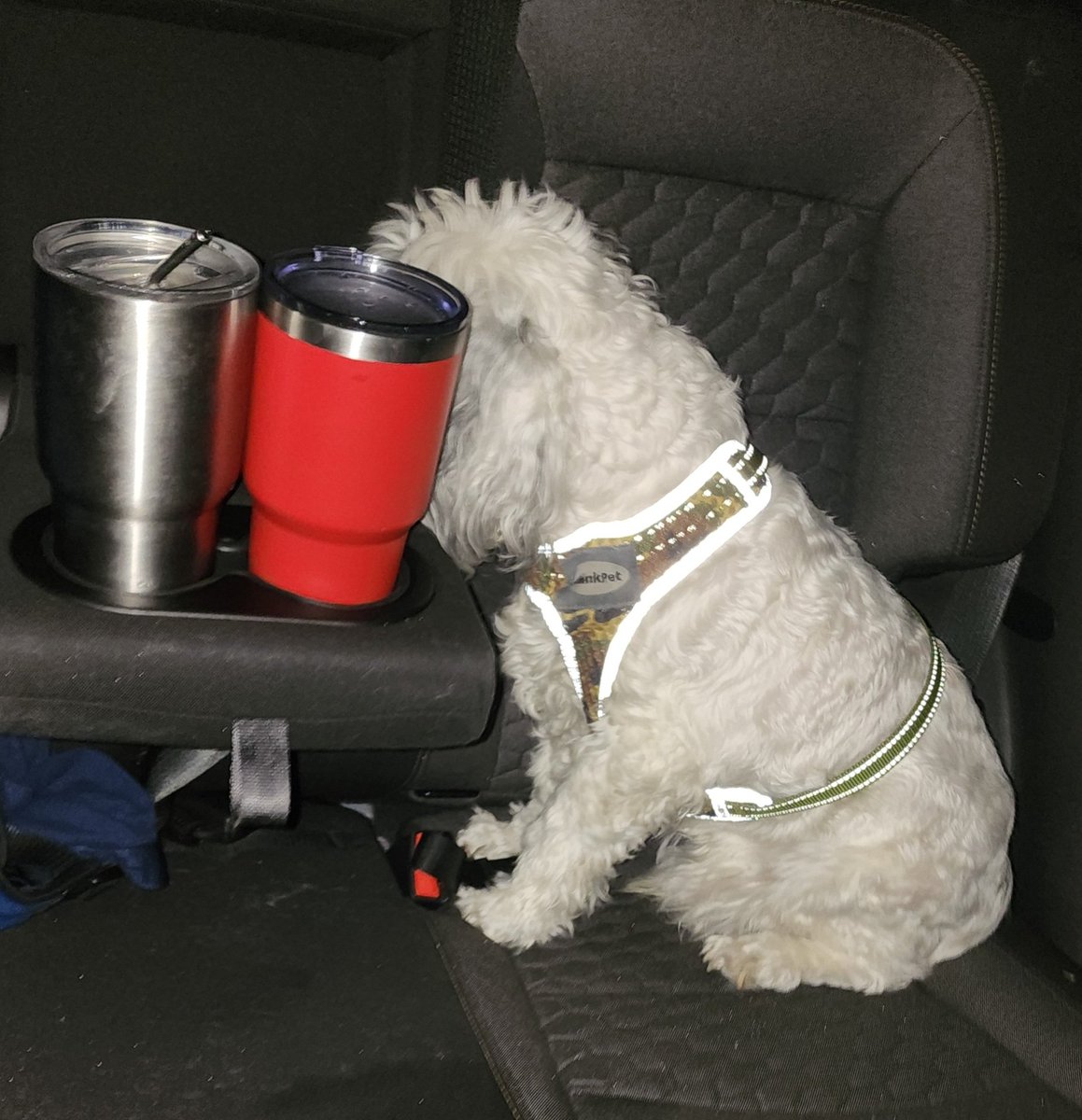 Kiki_Loves_Life's tweet photo. He's mad. Jack is driving so he can't hold him. He's whining. I called him a beast. Now he is giving me the silent treatment and hiding his face so I can't see him. The drama of it all. 
#CrabbyCockapoo
#ItIsntEasyBeingACockapoo https://t.co/9kIHr4UuGU