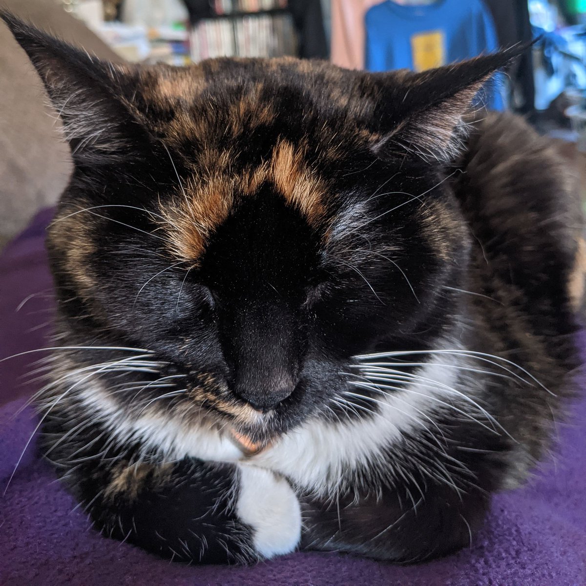 killjoy_kelley's tweet photo. @sharloola This is Annie, she's a scaredy lesbian https://t.co/YYwTYhoGth