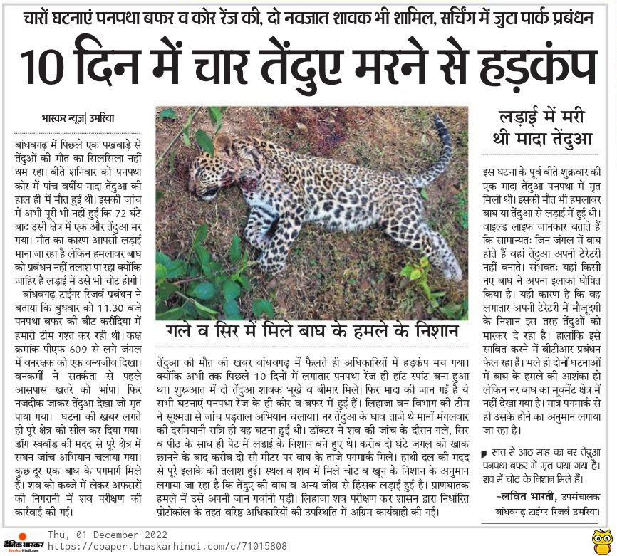 बांधवगढ़ में सब भगवान भरोसे #Bandhavgarh #tiger #wildlife
