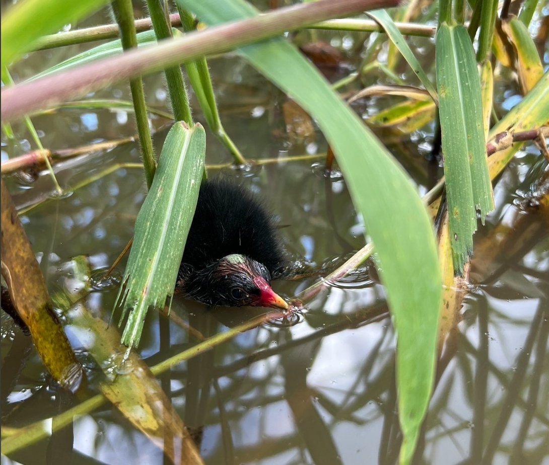 The #animal that is killing off Native Hawaiian #waterbirds might surprise you, Bull Frogs. Dr. Lindsey Nietmann has been tagging young birds only to find the tags in the bellies of frogs. She and DOFAW are planning what to do about it. #NREMseminar researchgate.net/profile/Lindse…