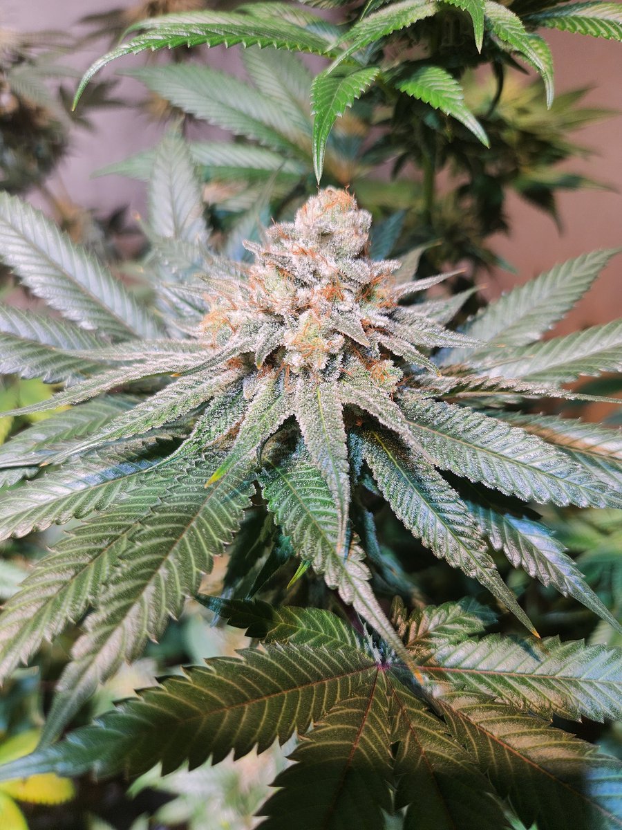 #StarwberryGuava X #weddingcrasherf3 chucked by me. I have a few going and this one is perfect. Super strawberry terps with the frost from wedding rasher. Day 41 of flower. #cannabis #cannabisculture #growyourown #weed #indica #sativa #canadiancannabis