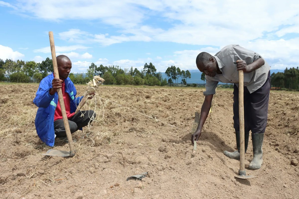 IFDC Kenya tweet media