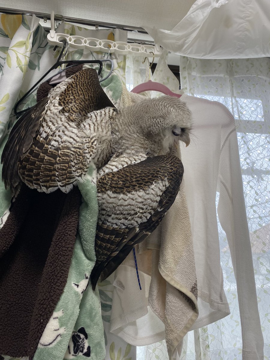 さとまる (@maru3_shake6) on Twitter photo おはよ〜🦉❄️ おはよ〜🦉❄️