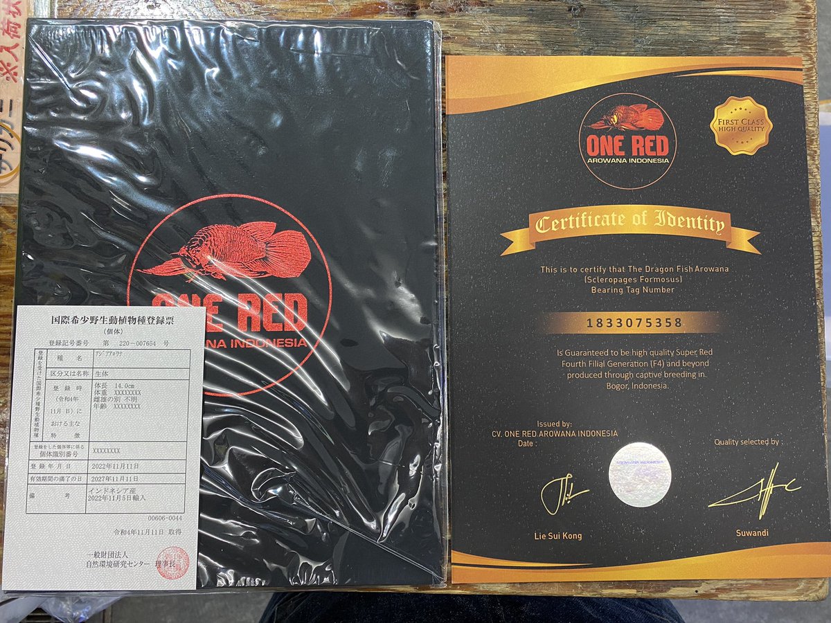 minatotropical's tweet image. 今、注目のアロワナONE RED(ファーストクラス)本日入荷しました。
今回だけの初入荷記念スペシャルプライスでご提供させて頂きます。
今回の2匹のみカレンダーがオマケでついて来ます。
仕上げて下さい‼️
#アロワナ　#ONERED