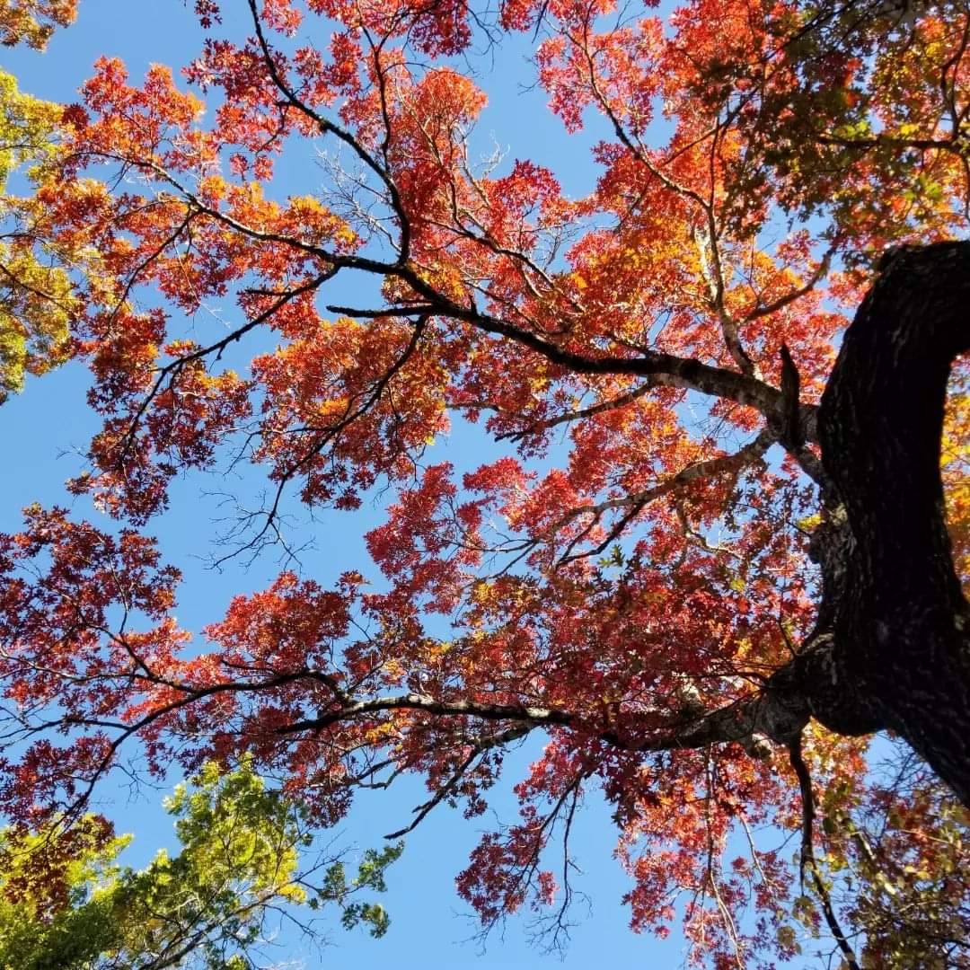 MonteWarden1's tweet photo. Shots from McKinney Falls State Park this mornin'. We've been marvelin' at the extraordinary colors this Fall. Don't tell me we don't have Fall colors in Texas - Once every hundred years, whether we need 'em or not! (Brandi grabbed these stunning pics - Dang!)
#fallcolors #texas https://t.co/g1nMOjyWIT