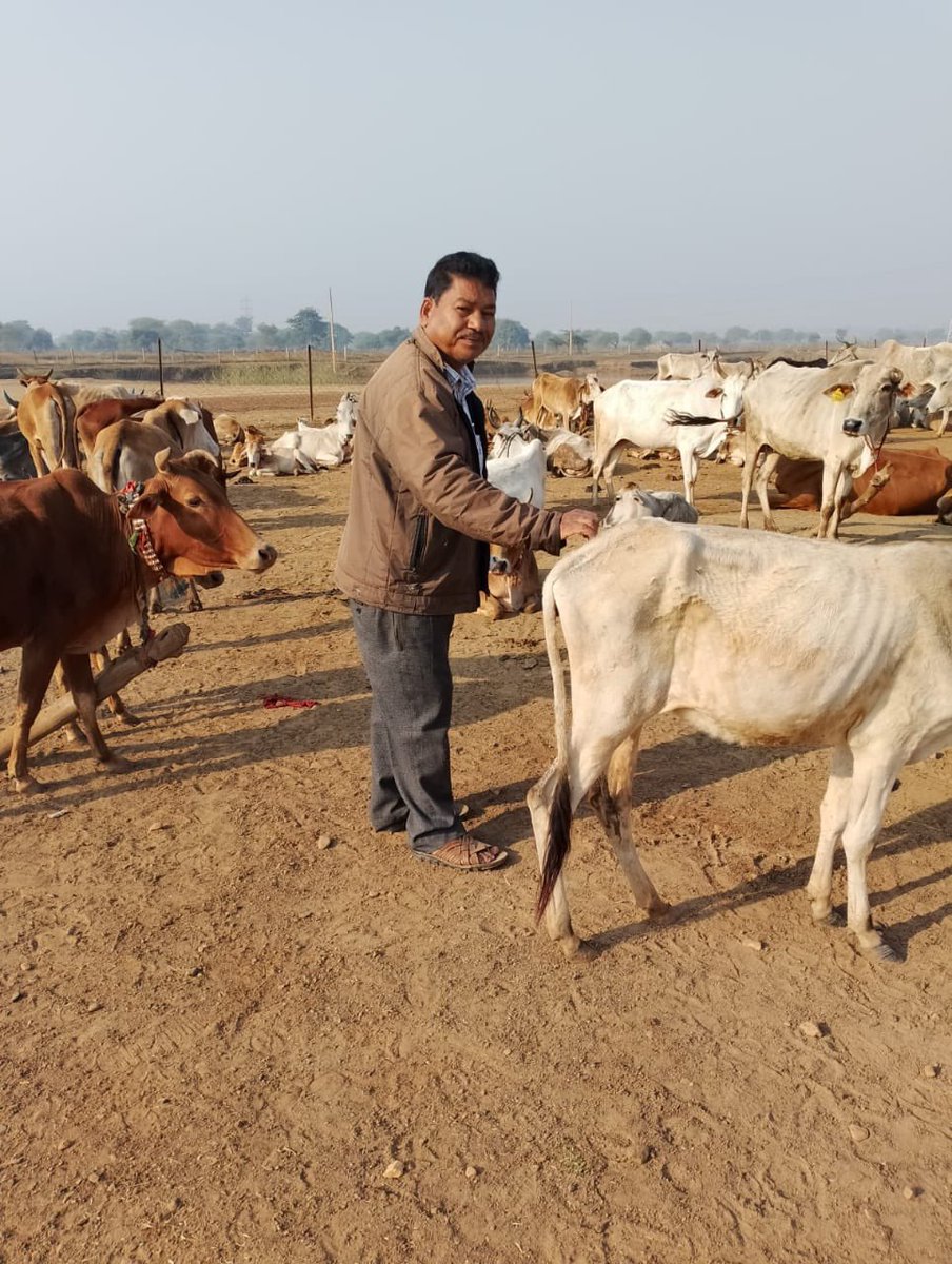 IASTripathiCG's tweet photo. Village..Tendubhath..#Vaccination #FMD #NADCP #Gauthaan #VeterinaryActivity #Bemetara @ChhattisgarhCMO @RChoubeyCG @RChoubeyCG @DPRChhattisgarh @KPSingh_IAS https://t.co/C6JgWquNm1