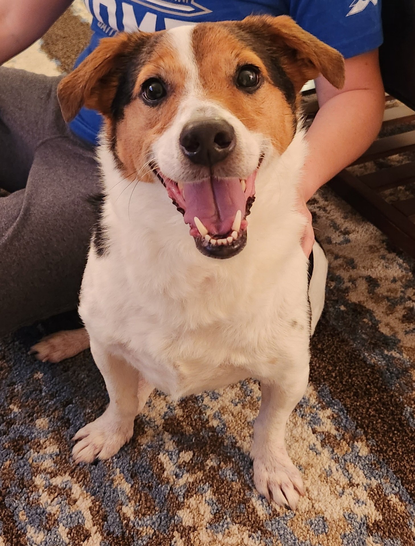  My 7 year old Jack Russell/Beagle, Charlie, says happy birthday! 