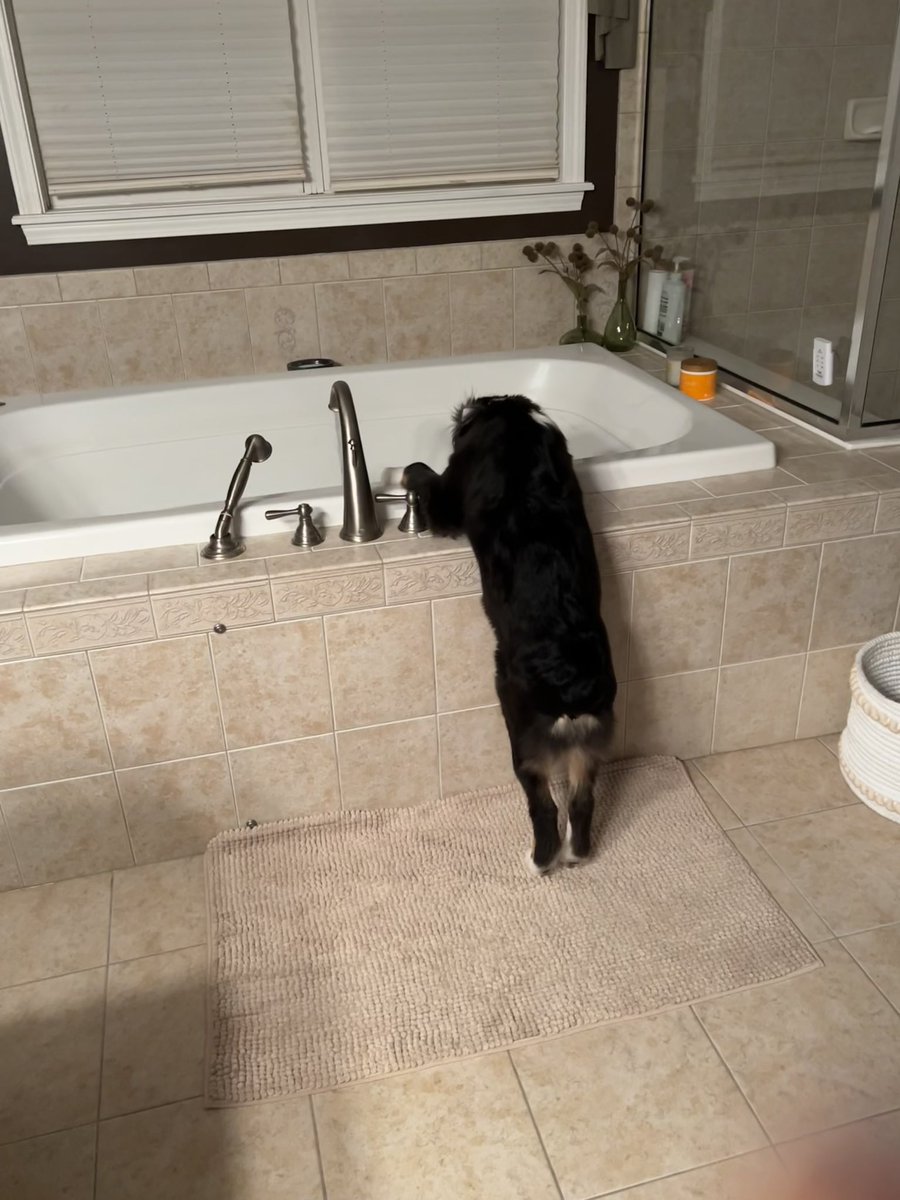 Coffeewhore2's tweet photo. How long do you think before Josh just jumps in? 🤣🤣🤣💦🐾 #hesgettingsobig #myjosh https://t.co/N32amOsS5H
