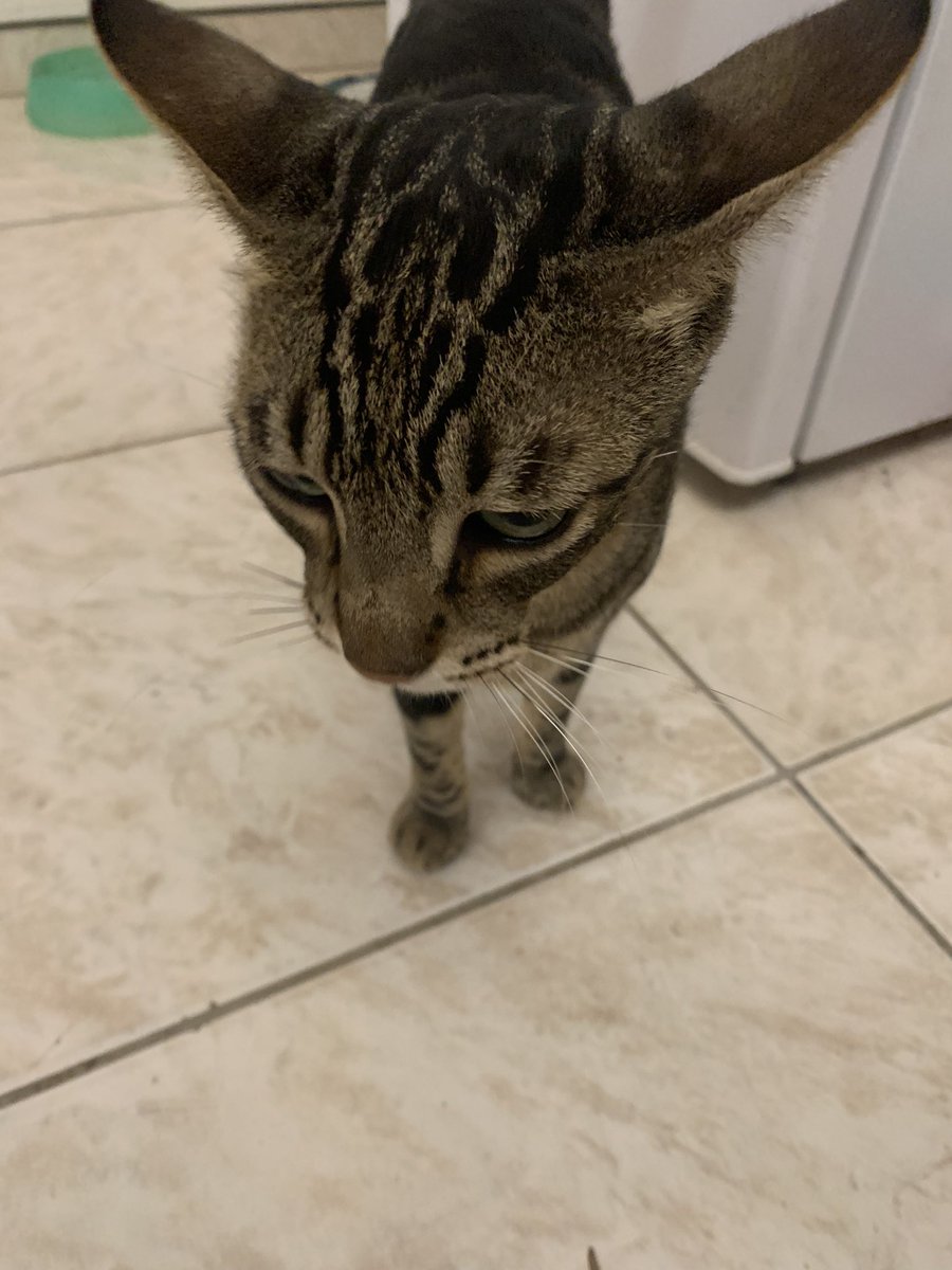 morolechat's tweet image. Bisounez maine … 🧡🧡