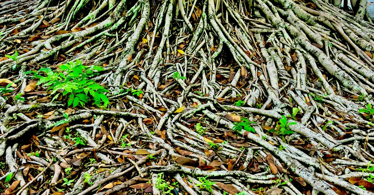 CaraMia200's tweet photo. #FNQld Fig tree roots (pic: Own) https://t.co/fja7FyeMOm