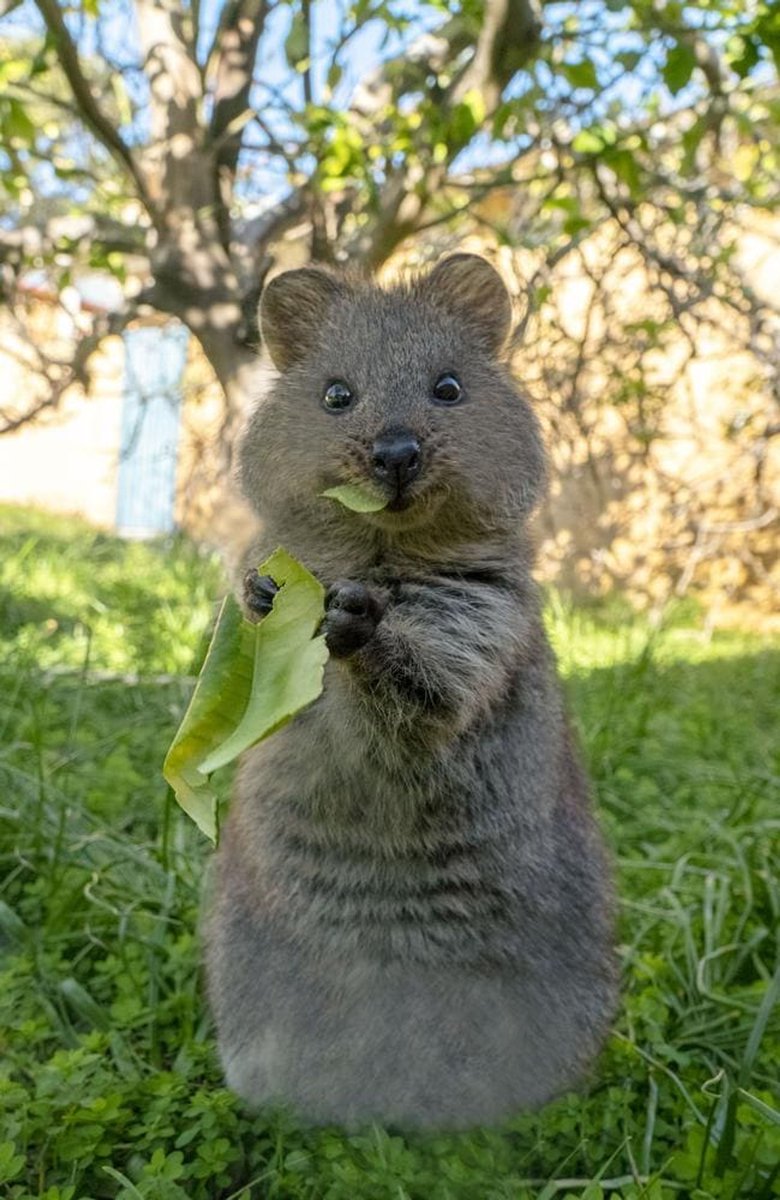 quokkaeveryhour's tweet photo. https://t.co/FMGWWWSmdw