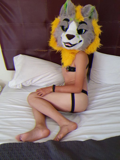 This bed is big enough for two... or three... even four or five ?

#furry #furrynsfw #yiff #nsfwtwt #murrsuit