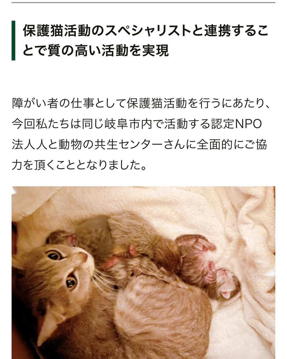 schanze111's tweet photo. 現在、シャンツェでは
岐阜市のガバメントクラウドファンディング型ふるさと納税で
2月にオープン予定の #保護猫カフェ
『猫影』のご支援を募集しています。

節税にもなり猫ちゃんも助かる
素敵な仕組み！
今年の #ふるさと納税 は
【#岐阜市】にお願いします🤲

https://t.co/HegiziJht1

#保護猫 https://t.co/xyRO1onKET