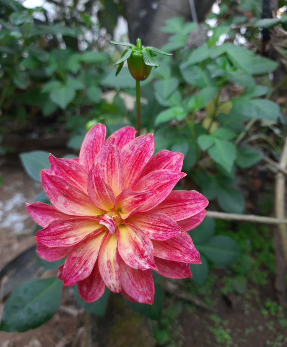 ShilpMishr's tweet photo. Bloom of the day.. #Dahlia🌼 #Flower #GardenClick💐 https://t.co/PAyheujjj5
