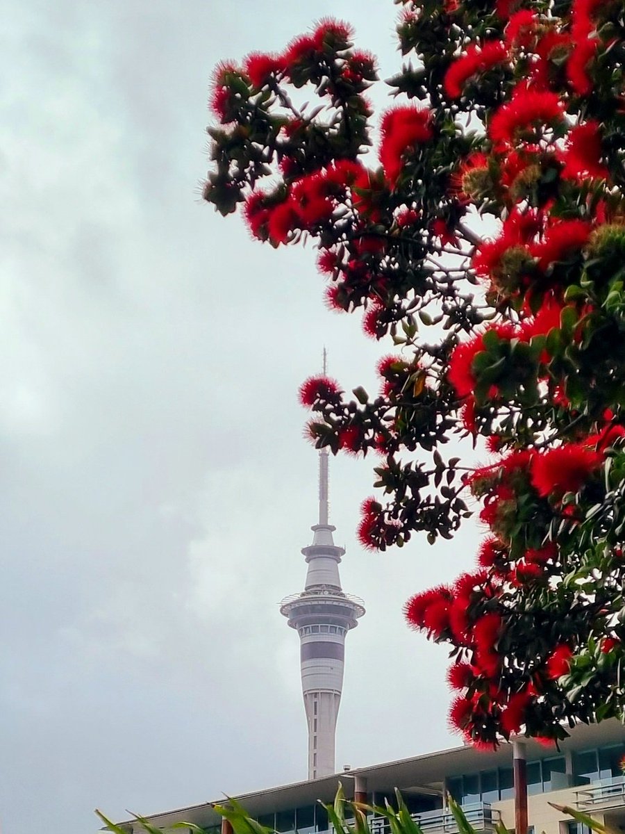 SharonM88707096's tweet photo. Skytower framed by pohutukawa.
Then gently lifted away by a crane... 
@chamfy @RichardHills_  @SkyTowerFanClub https://t.co/4QRPRUfmjA