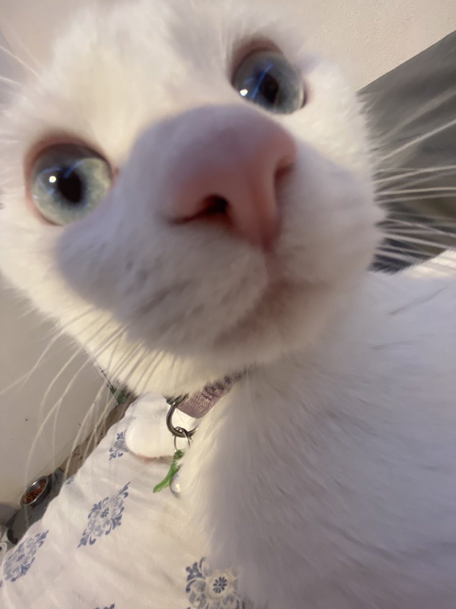 i Cave. the Cammed Wet Food
