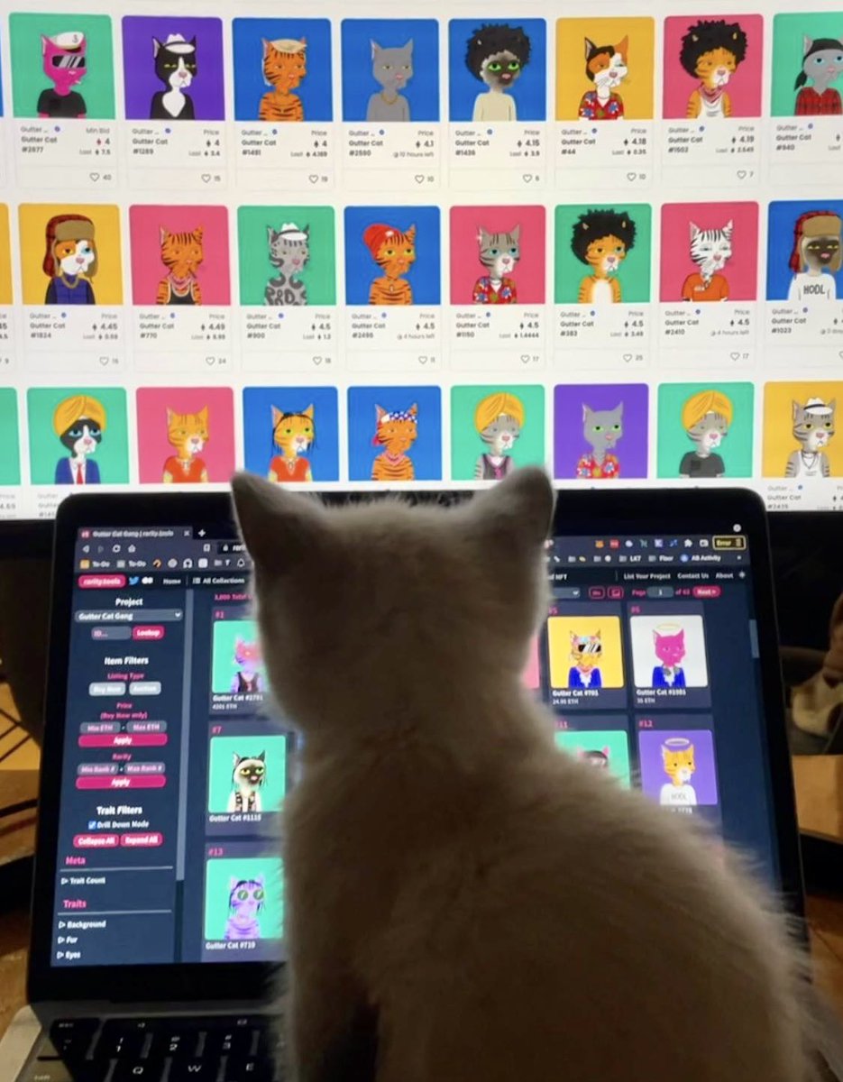 adamv_eth's tweet photo. My wife said we should get another cat. I’m just doing what I’m told https://t.co/QrZhx2qOPn