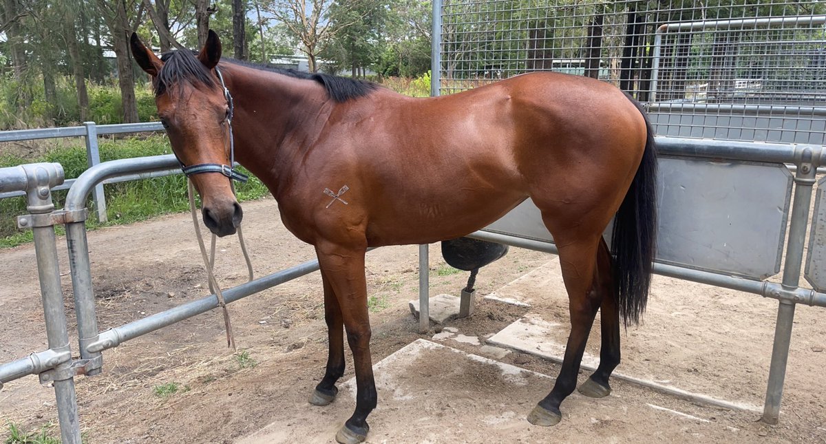 mattvella4's tweet photo. Lovely half sister to Jenny Graham trained VICTOREM.  Gall Bloodstock owned #nicefilly https://t.co/pCnWwOj3nf