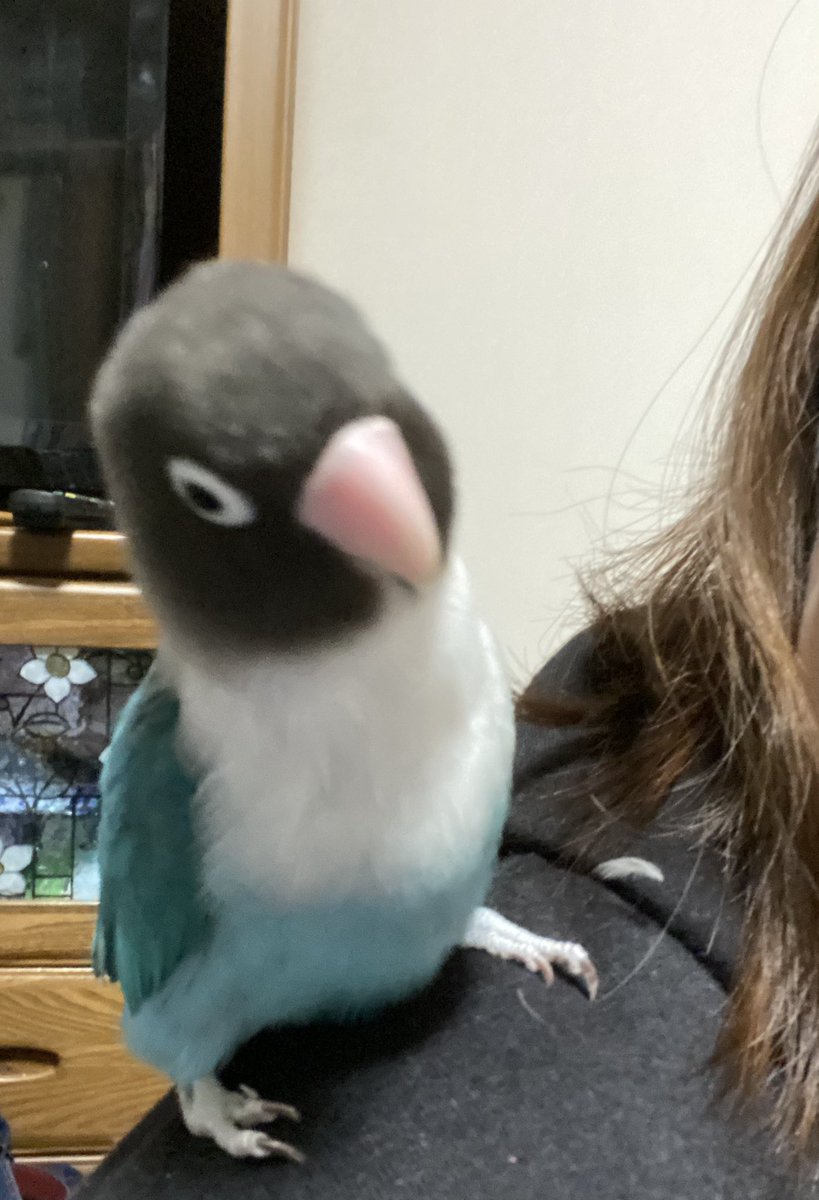 #可愛いと思う画像をなんでもいいので無言で1枚あげろ