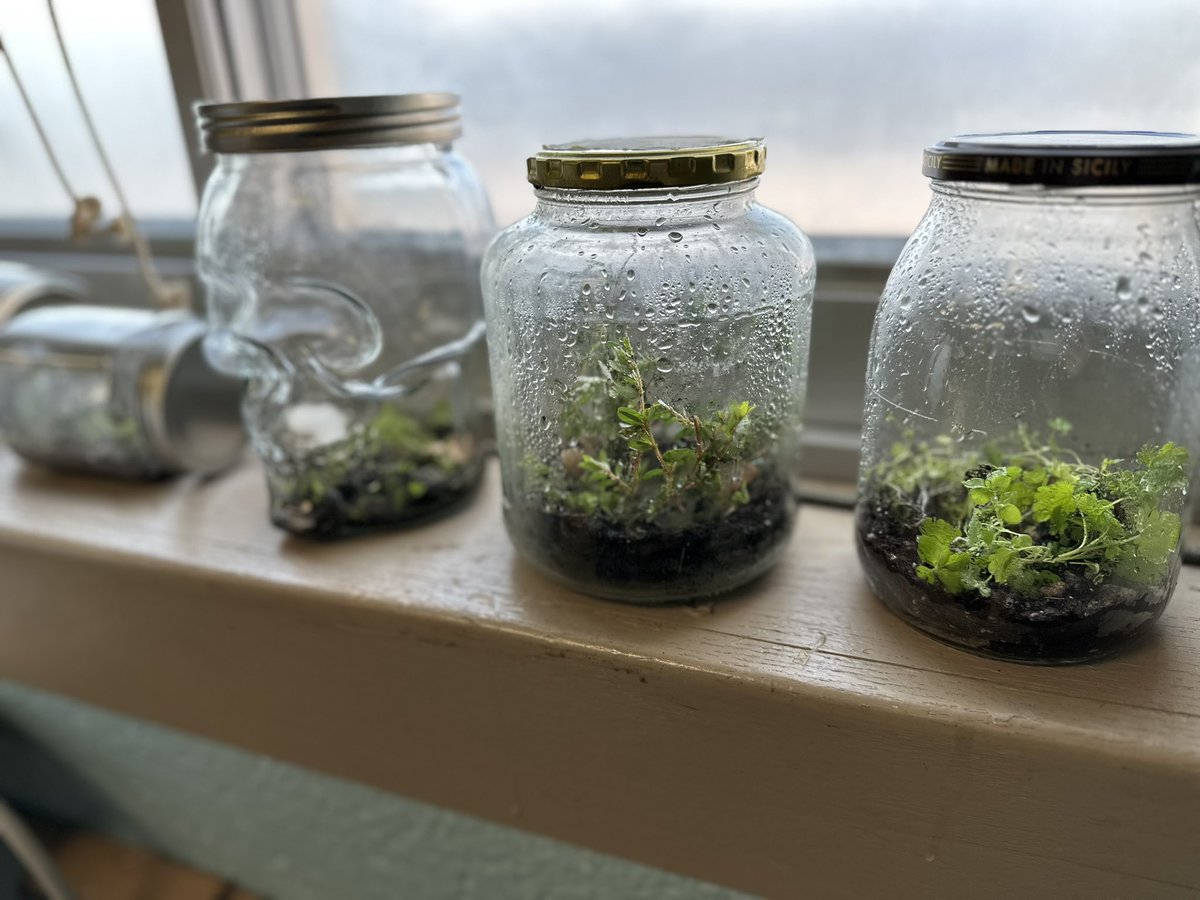 ms_tittler's tweet photo. Before completing our #PBL designs, let’s use those knowledge-skill-builders! The questions still stands— can we use organisms and non-living elements from our courtyard to create self-sustaining ecosystems? #CompassEnrichment @JohnnyCougar @OFFICIALFSUFSD https://t.co/1sq4wbSDkn