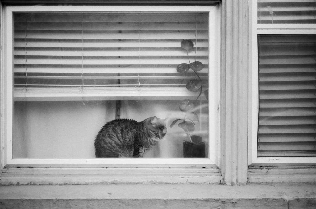stirwise's tweet image. Security system
.
.
#windowcat #seattle #slu #streetphotography #seattlestreet #thesestreetsmag #analog #35mm #hp5 #filmisnotdead #pandalabseattle #leicaclfilm #mrokkor40mm