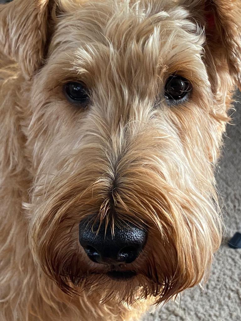 Bruce sending his best wishes for a quick recovery Grandhoo🐕🐾