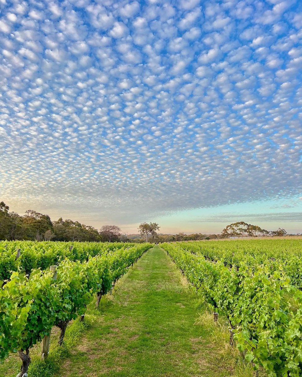 We’re all about an endless summer here in the west ☀️ Here’s to warm nights, days by the Indian Ocean and very long, lazy lunches enjoying some of @MargaretRiver’s finest 🍇 📷: @gralyn_estate in #WAtheDreamState #ComeAndSayGday