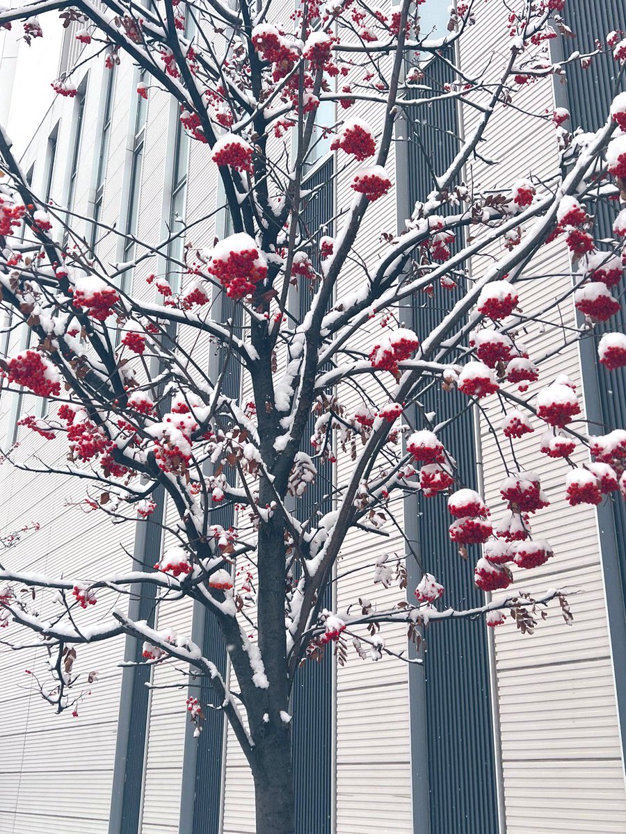 オヤジがコロナで亡くなりました。
久しぶりの札幌も寂しい帰省になりました。
入院していた病院でクラスターが発生したそうです。オヤジの顔も見れず火葬後に葬儀。
オヤジが死んだ実感が全くありません。
強くて優しいオヤジ。
明日にでも電話が来そうな感じがしてます。
沢山ありがとう。
またな。