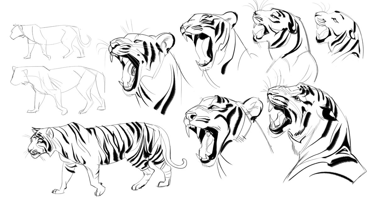 old tiger studies 