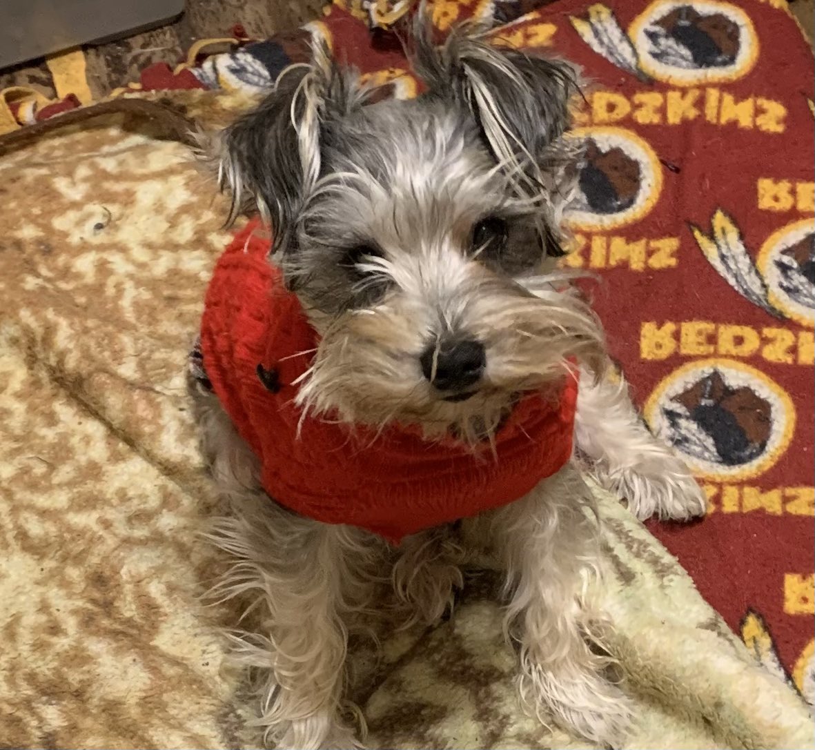 AnneKindley3's tweet photo. Moms hurry up! Iโm cold and ready for snuggles ๐ฅฐ โบ๏ธ๐๐พ๐ค #DogsofTwittwer #SchnauzerGang https://t.co/rwhrIwO609