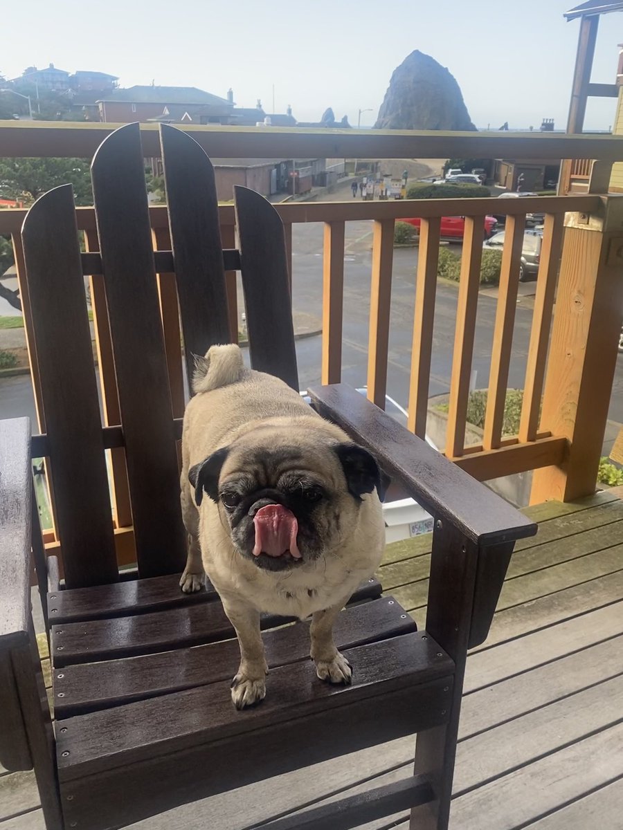 SammythePugg's tweet photo. Vacation style …#puglife https://t.co/nVB2HOb5No
