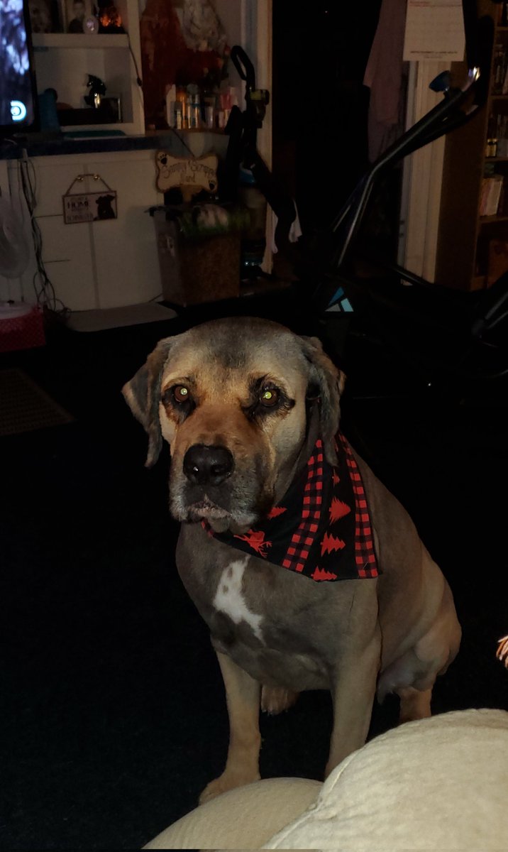 sammybowlden's tweet photo. LILY after grooming 💞💞 https://t.co/EMu5fTnLHV