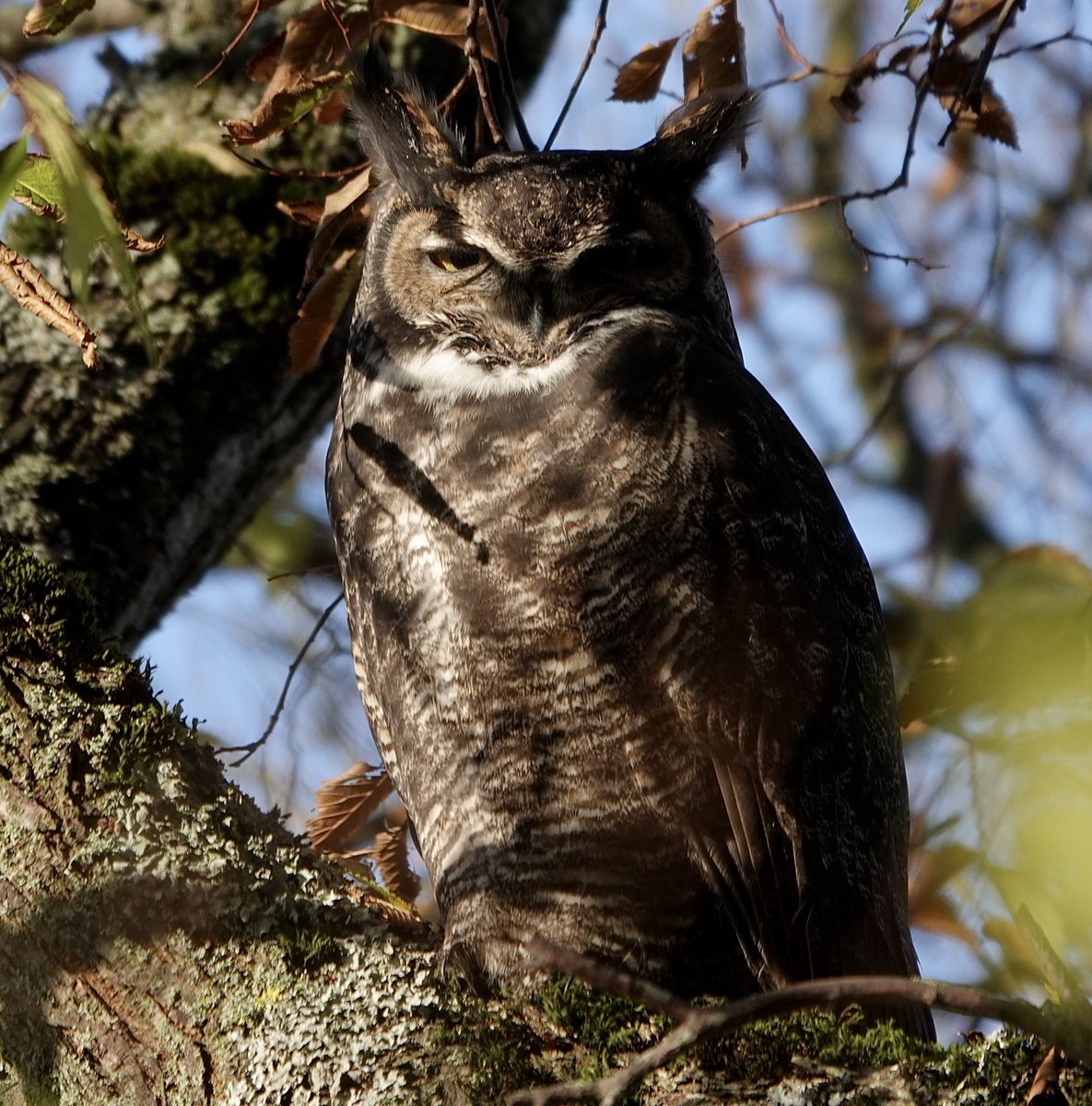 FreshAirJones's tweet photo. November outside! #bcwildlife #bcbirdtrail #explorebc #seekthemargins https://t.co/mePeLrOjep