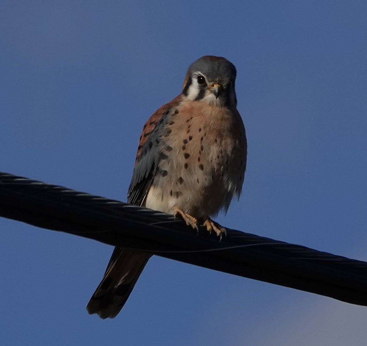 FreshAirJones's tweet photo. November outside! #bcwildlife #bcbirdtrail #explorebc #seekthemargins https://t.co/mePeLrOjep